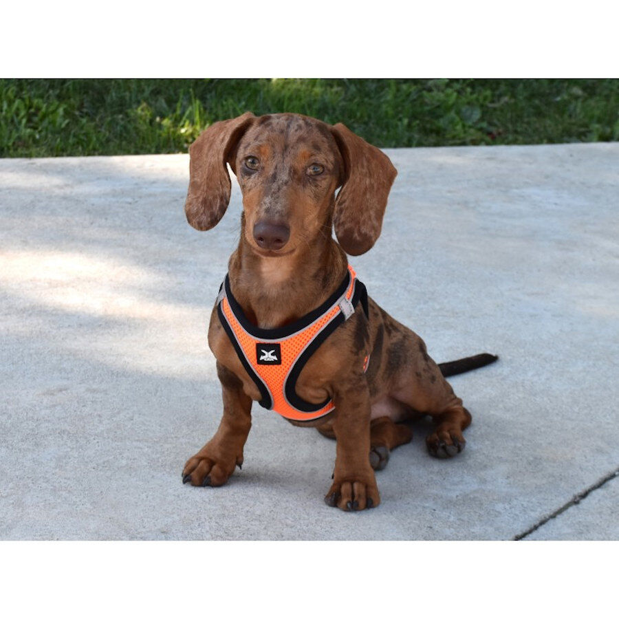 Nayeco X-TRM Neo Naranja arn&eacute;s para perros, , large Imagen numero 2